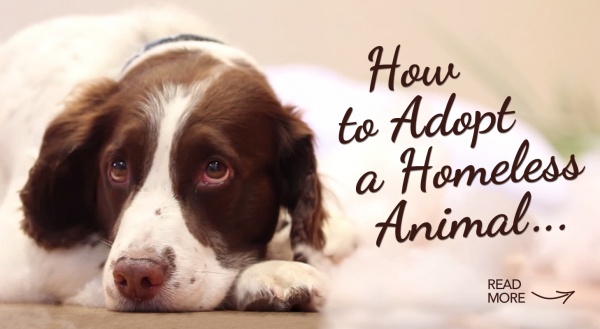 How to Adopt a Homeless Animal