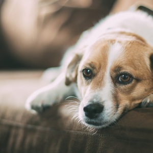 Is your pet anxious? How mental health affects our pets