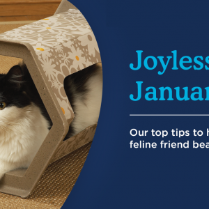 Help Your Cat Beat The January Blues