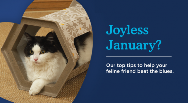 Help Your Cat Beat The January Blues