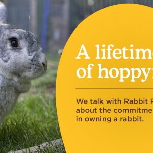 Rabbit Residence calls for greater awareness of responsible ownership 