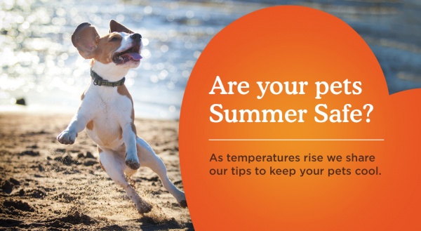 The Dos and Don’ts of Summer Pet Care