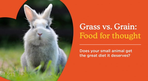 Grass v Grain: Food For Thought