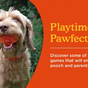 Playtime, Not Just For Your Pet! 
