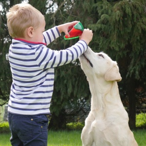 Dog Days of Summer: Hygienic Dog Toys for Play