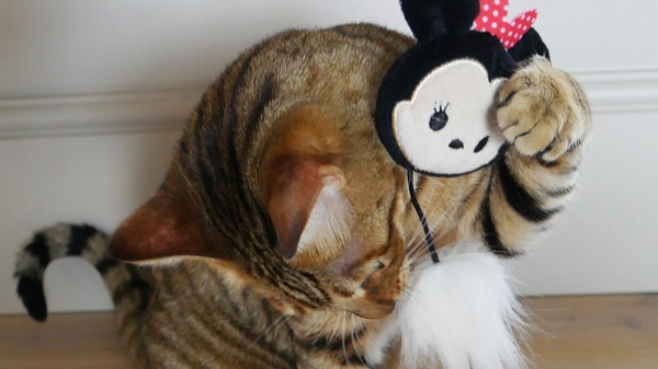 Choosing the purr-fect toys and treats this Christmas for your pet
