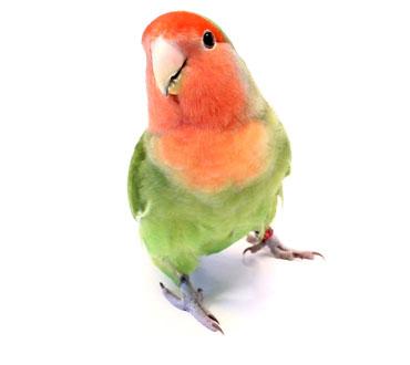 Pet Bird 