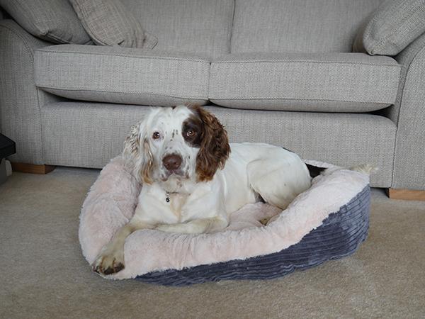 rosewood jumbo cord dog bed