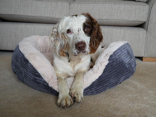 rosewood jumbo cord dog bed