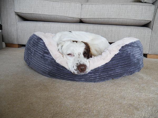 rosewood jumbo cord dog bed