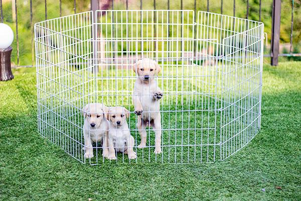 Squirrel dog training pen cheap
