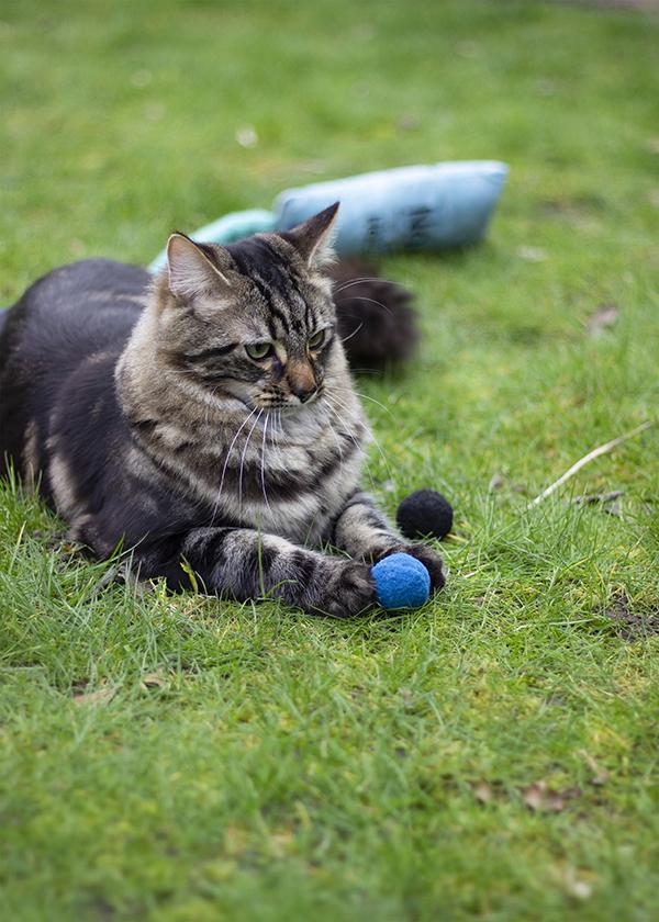 Kitten discount giggle ball