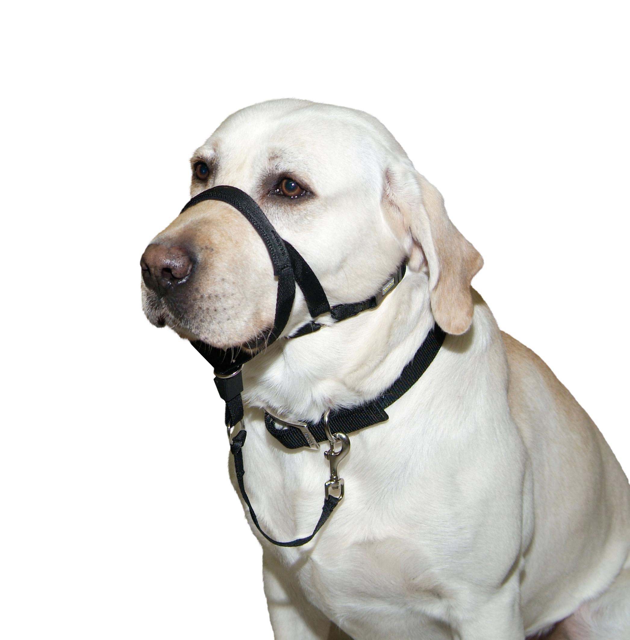 Walk n Train Dog Head Halter L Rosewood Pet