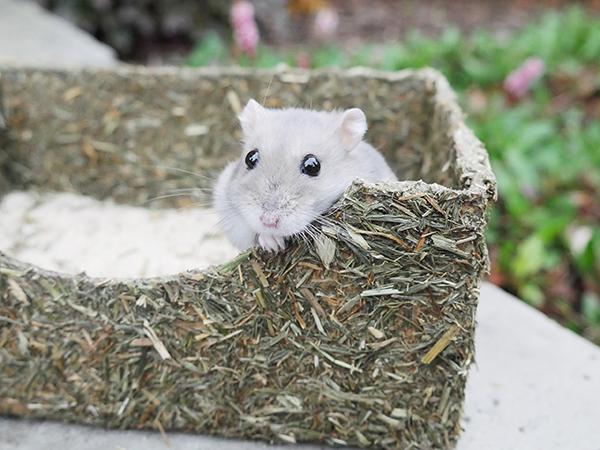hamsters et Degus Rosewood Naturals Rollin 'rongeur bain de sable pour gerbilles hamsters et Degus Rosewood Naturals Rollin 'rongeur bain de sable pour gerbilles