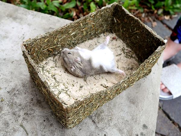 Rollin' Rodent Sand Bath Rosewood Pet