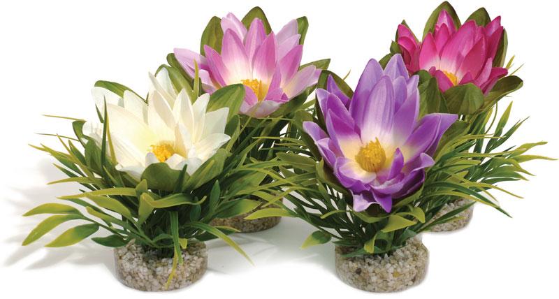 Lotus Flower 