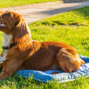 Ulti-mutt guide to summer trips with your pooch