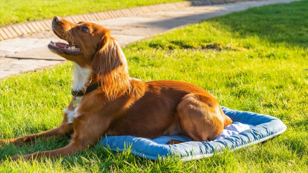 Ulti-mutt guide to summer trips with your pooch