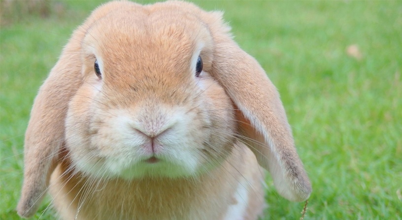Why you shouldn’t buy a rabbit for Easter