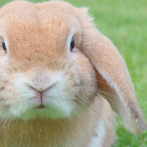 Why you shouldn’t buy a rabbit for Easter