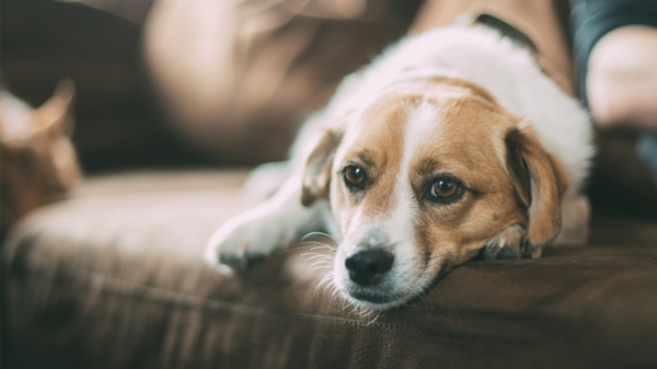 Is your pet anxious? How mental health affects our pets