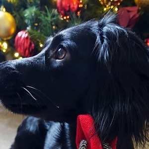 12 Tips for Happy Pets at Christmas 