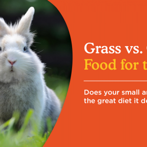 Grass v Grain: Food For Thought