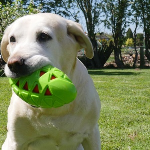 Top New Products To Get Tails Wagging This Summer