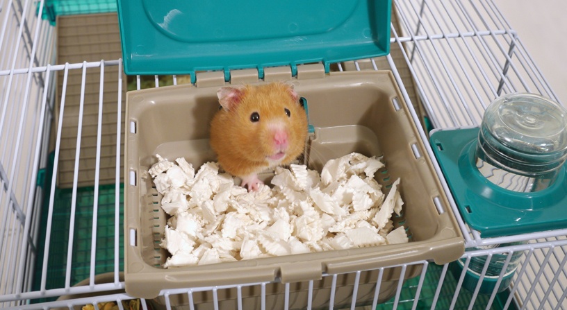 adopting a hamster from pets at home