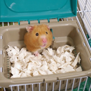 Pets at home hamster tubes top