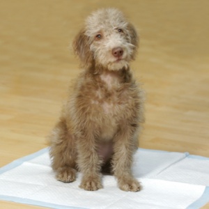 5 Puppy Toilet Training Mistakes 