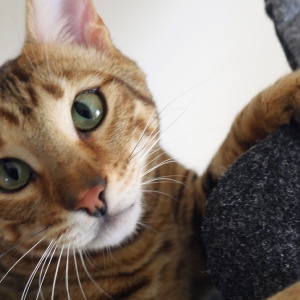 Pet Parent Resolutions for a purr-fect 2019