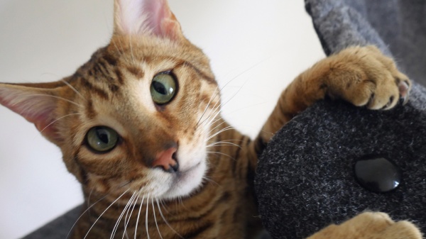 Pet Parent Resolutions for a purr-fect 2019