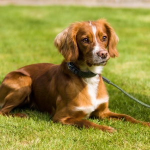 Will your pup be the Dog of Honour at your wedding?