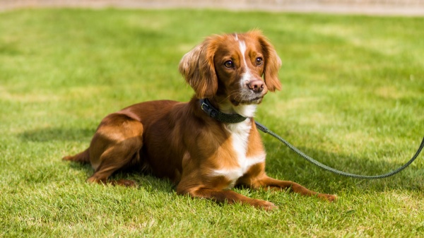 Will your pup be the Dog of Honour at your wedding?