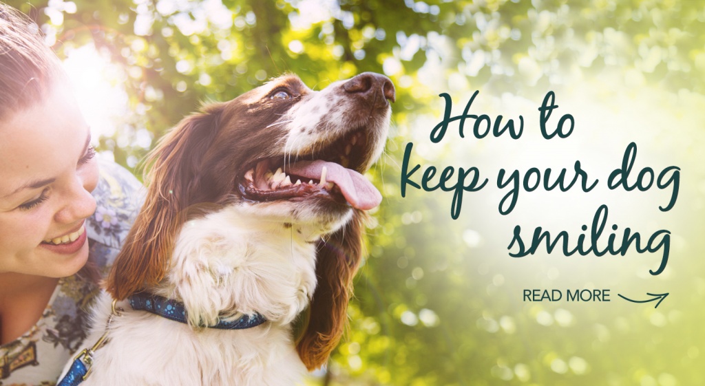 How to keep your dog smiling :: Rosewood Pet