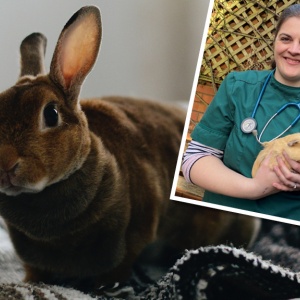 Keeping Your Rabbit And Guinea Pig Happy And Healthy This Spring
