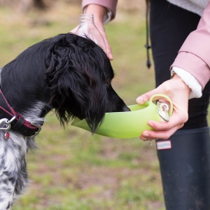 Top tips for a comfortable car journey with your pet