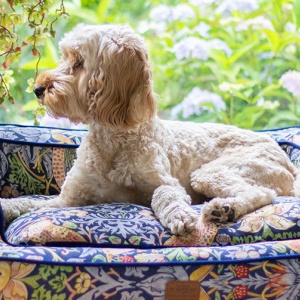 A guide to styling your Morris & Co. Pet bed