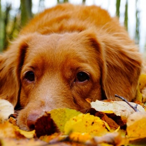 7 Tips For Autumn Pet Care