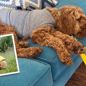 Supporting Anxious Dogs who wear Yellow