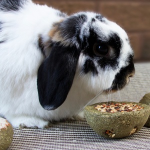 Feeding Seeds to Rabbits and Guinea Pigs