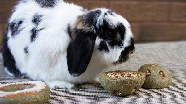 Feeding Seeds to Rabbits and Guinea Pigs