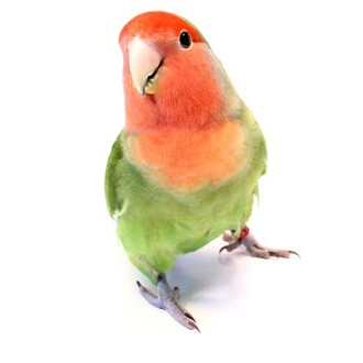 Pet-bird
