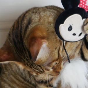 Choosing the purr-fect toys and treats this Christmas for your pet